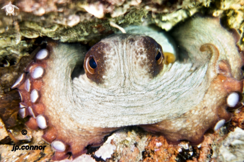 A Octopus vulgaris | Poulpe