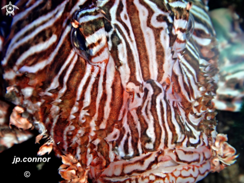 A Pterois miles | Lionfish