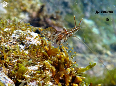 A Palaemon elegans | Crevette bouquet