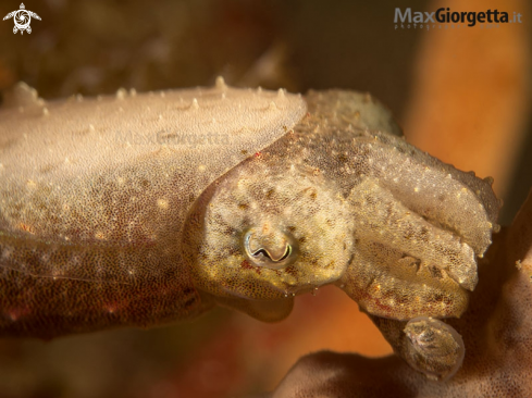 A jouvenile cuttle fish