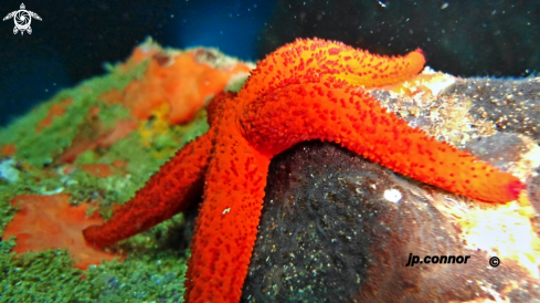 A Echinaster sepositus | Etoile de Mer Rouge