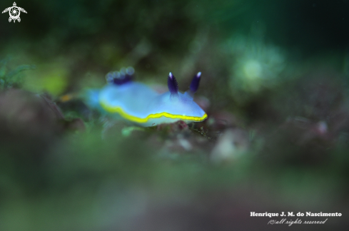 A Felimida purpurea  | Nudibranch