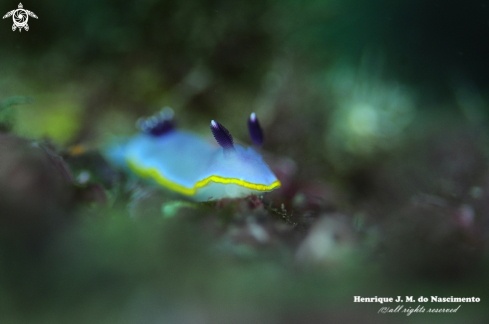 A Felimida purpurea  | Nudibranch