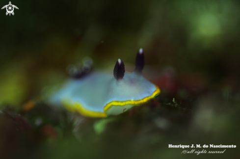 A Felimida purpurea  | Nudibranch
