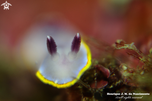 A Nudibranch