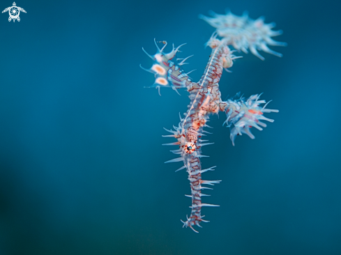 A Solenostomus paradoxus | Harlequin ghostpipefish