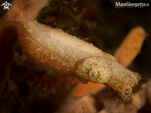 A jouvenile cuttle fish