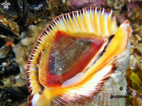 A Stramonita haemastoma | Stramonita haemastoma