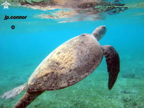 A Chelonia Mydas | Tortue Verte