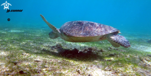 A Chelonia Mydas | Tortue Verte