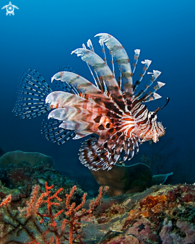 A Pterois volitans | Lionfish