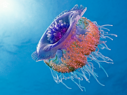 A Crown Jellyfish