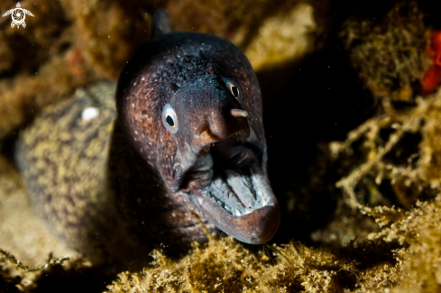 A Muraena Helena | Mediterranean moray