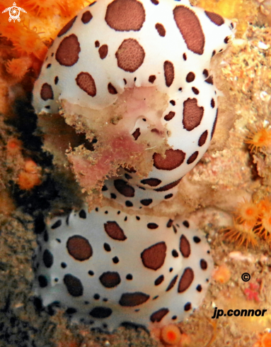 A Peltodoris atromaculata | Doris Dalmatien