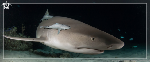 A Negaprion brevirostris | Lemon Shark