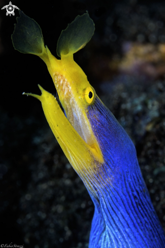 A BLUE RIBBON EEL