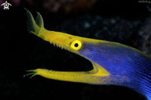 A Blue ribbon eel