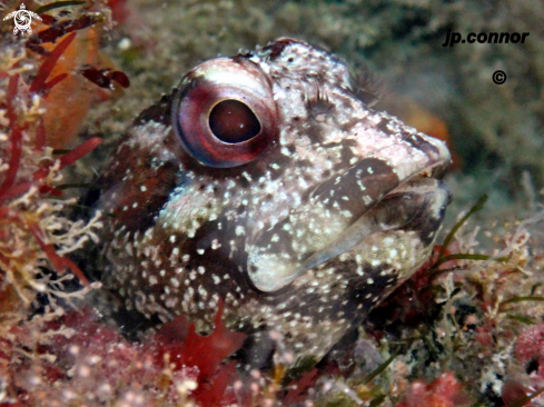 A Lipophrys trigloides | Blennie trigloïde