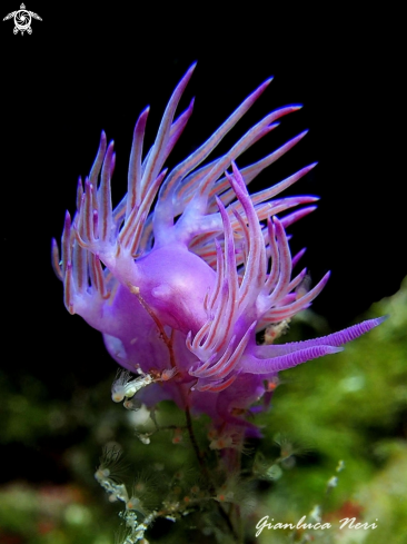 A Flabellina