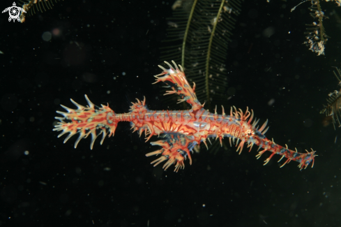 A Harlequin Ghost Pipefish