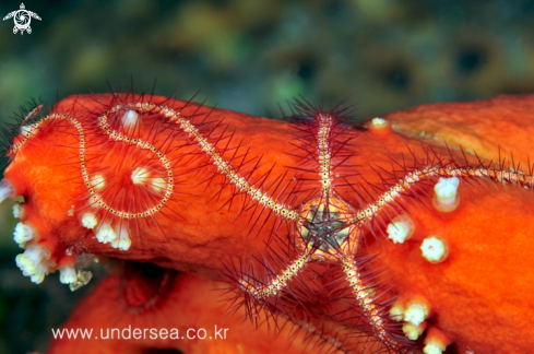 A sea star