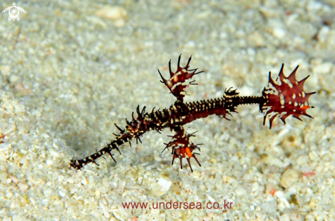 A Solenostomus paradoxus | ghost pipefish