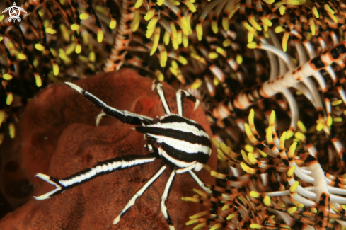 A Crinoid Squat Lobster