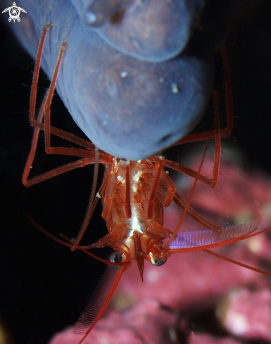 A Lysmata seticaudata  | Gambero pulitore