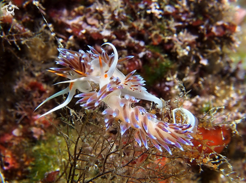 A Cratena peregrina