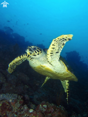 A Eretmochelys imbricata | Hawksbill Sea Turtle