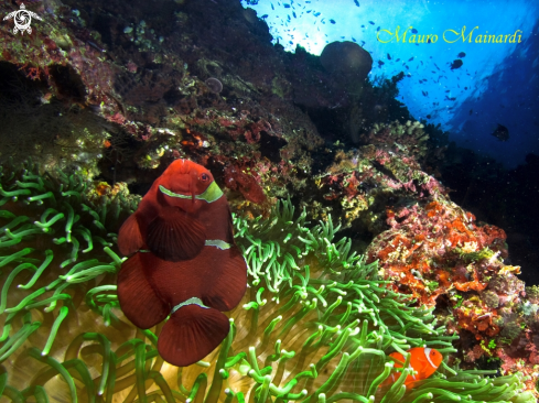 A Reef panorama