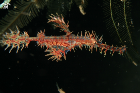 A Solenostomus paradoxus | Harlequin Ghost Pipefish