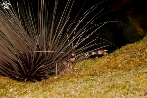 A Banded cleaner shrimp