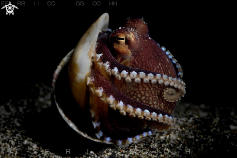 A Amphioctopus marginatus | Coconut Octopus