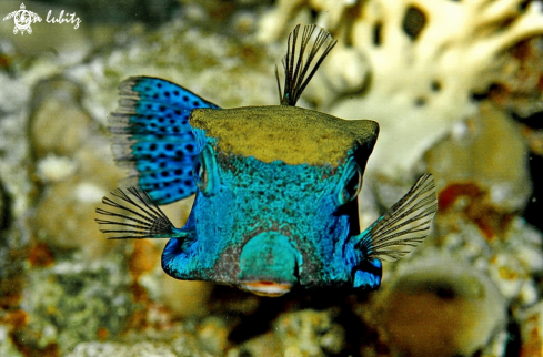 A Reef fish