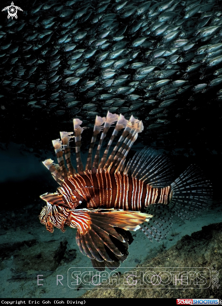 A Lionfish and Yellowtail Scad