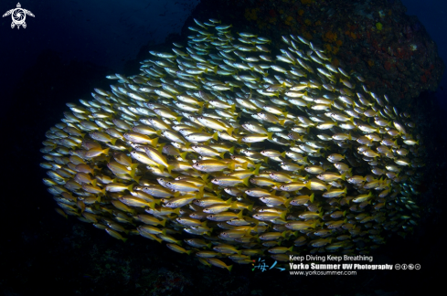 A Bluestripe Snapper