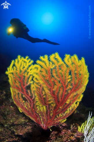 A Yellow Gorgonian 