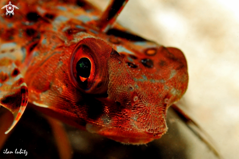 A Reef fish