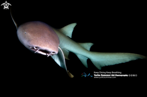 A Nebrius Ferrugineus | Tawny Nurse Shark