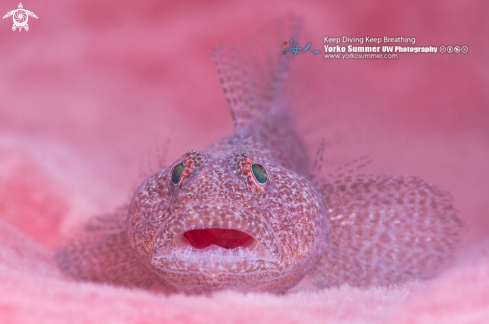 A Pleurosicya labiate | Biglip Ghostgoby