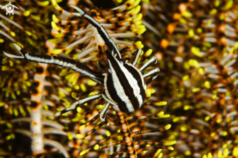 A Allogalathea Elegans | Crinoid Squat Lobster