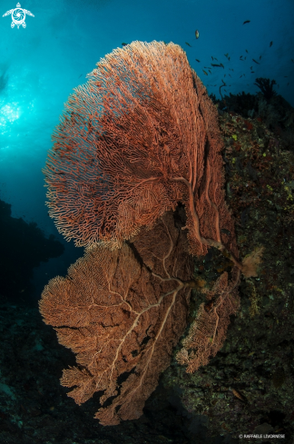 A Giant gorgonian