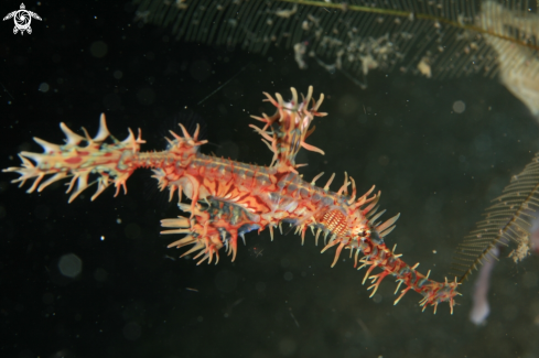 A Solenostomus paradoxus | Harlequin Ghost Pipefish