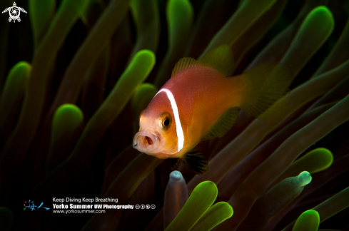 A Blackfinned Anemonefish