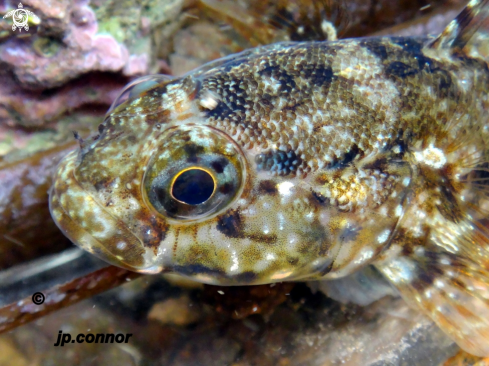 A Gobius paganellus Linnaeus |  gobie paganel