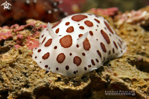 A Peltodoris atromacula​