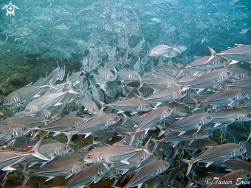 A School of Horse-eye Jack Fish