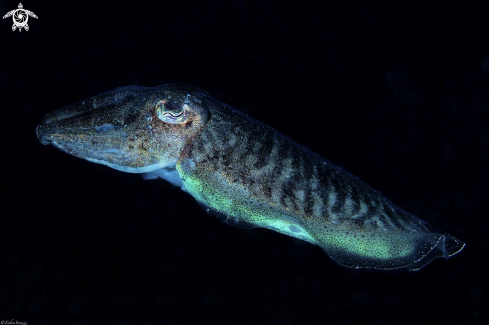 A Cuttlefish