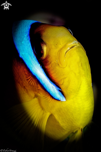 A Anemone fish